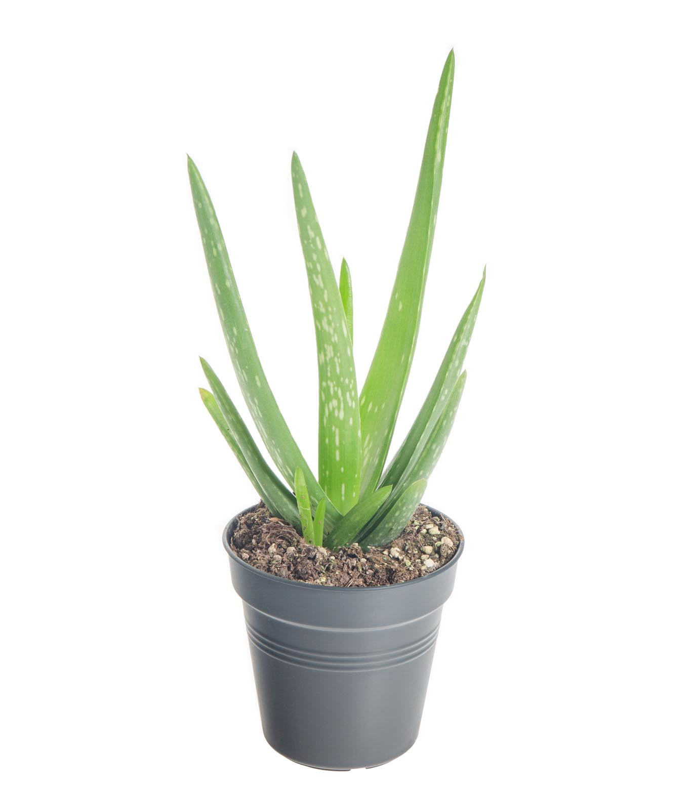 Aloe pravá, Aloe Vera, průměr květináče 10,5 cm | ZAZUMi.cz