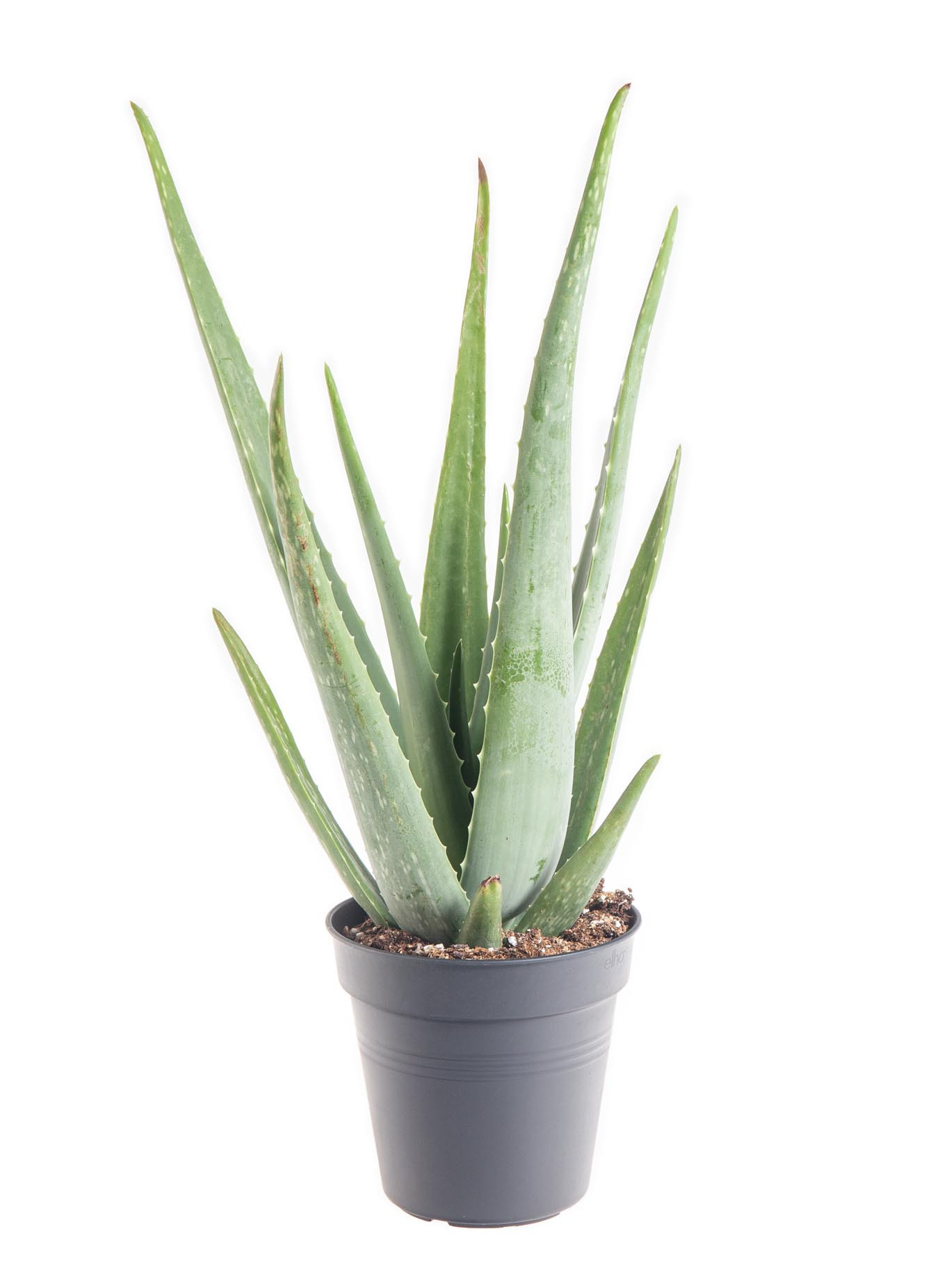 Aloe pravá, Aloe Vera, průměr květináče 16 - 17 cm | ZAZUMi.cz