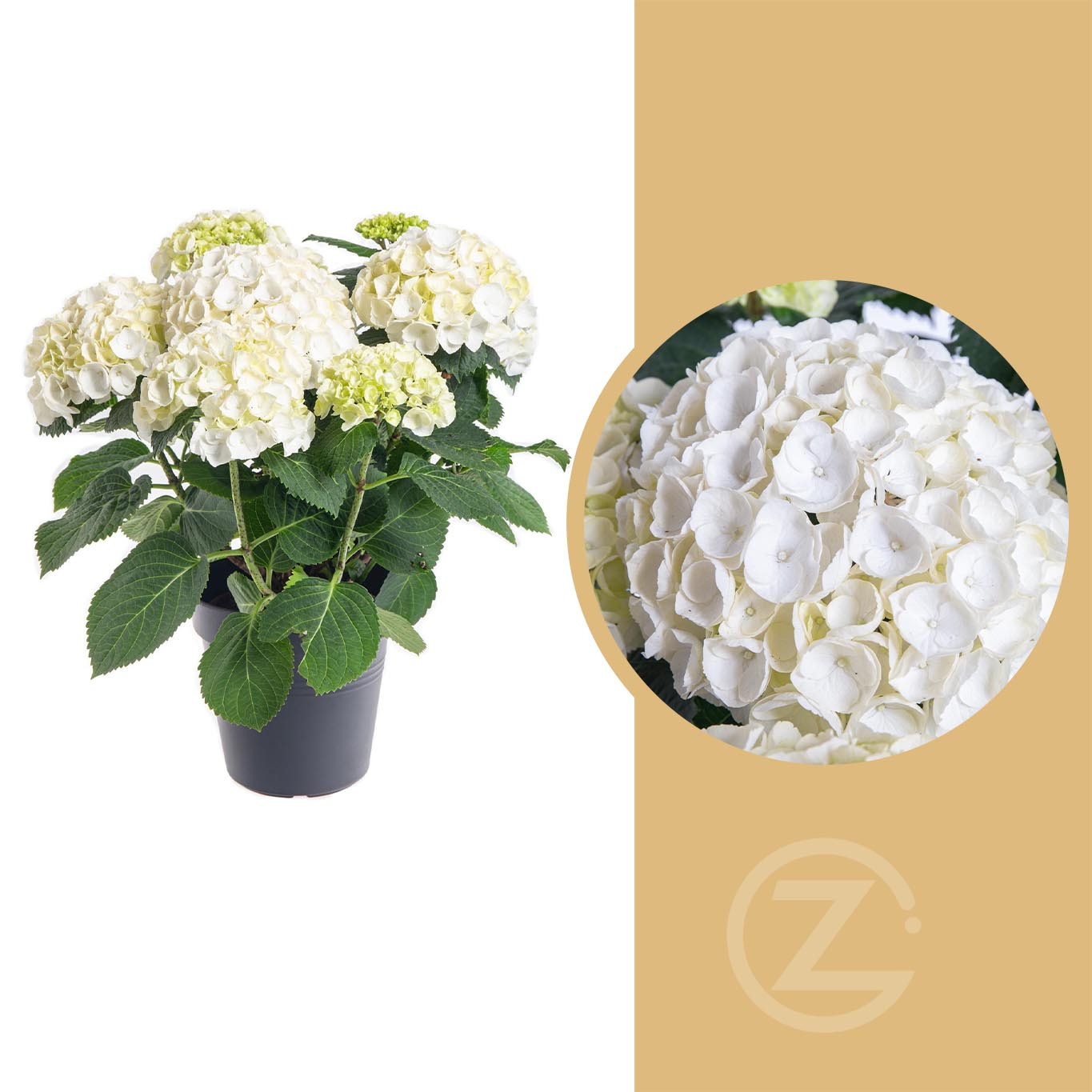 Hortenzie velkolistá, Hydrangea macrophylla, bílá, skladem | ZAZUMi.cz