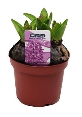 Hyacint fialový, rychlený, květináč 10 - 12 cm skladem | ZAZUMi.cz
