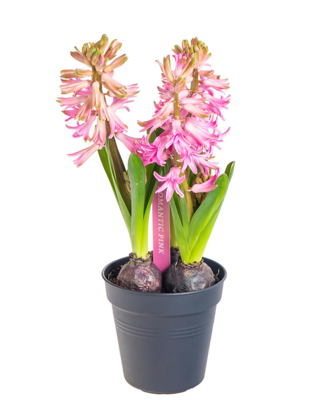 Hyacint růžový, rychlený, květináč 10 - 12 cm skladem | ZAZUMi.cz