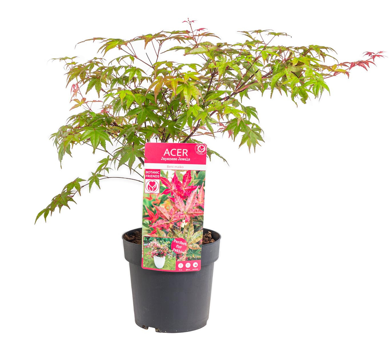 Javor japonský, Acer palmatum Beni - maiko, 3 l, skladem | ZAZUMi.cz