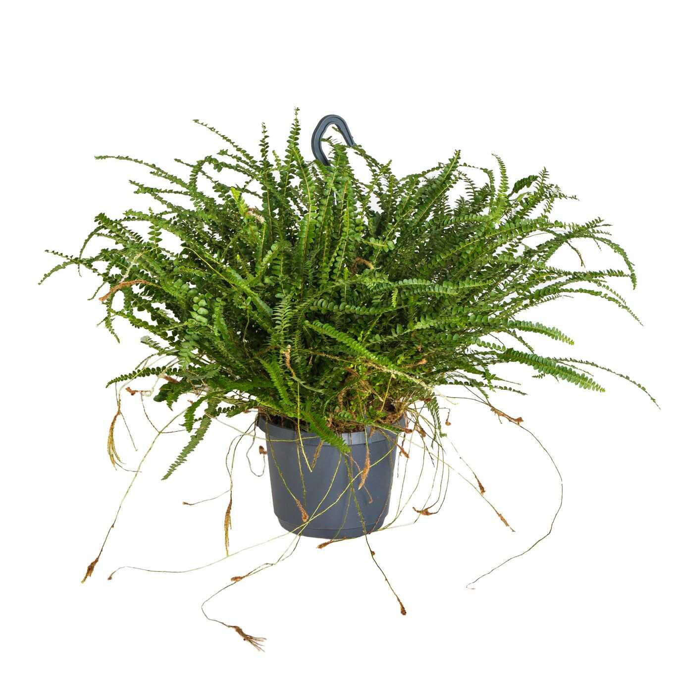 Ledviník, Nephrolepis cordifolia Duffii, závěs, průměr květináče 17 cm |  ZAZUMi.cz