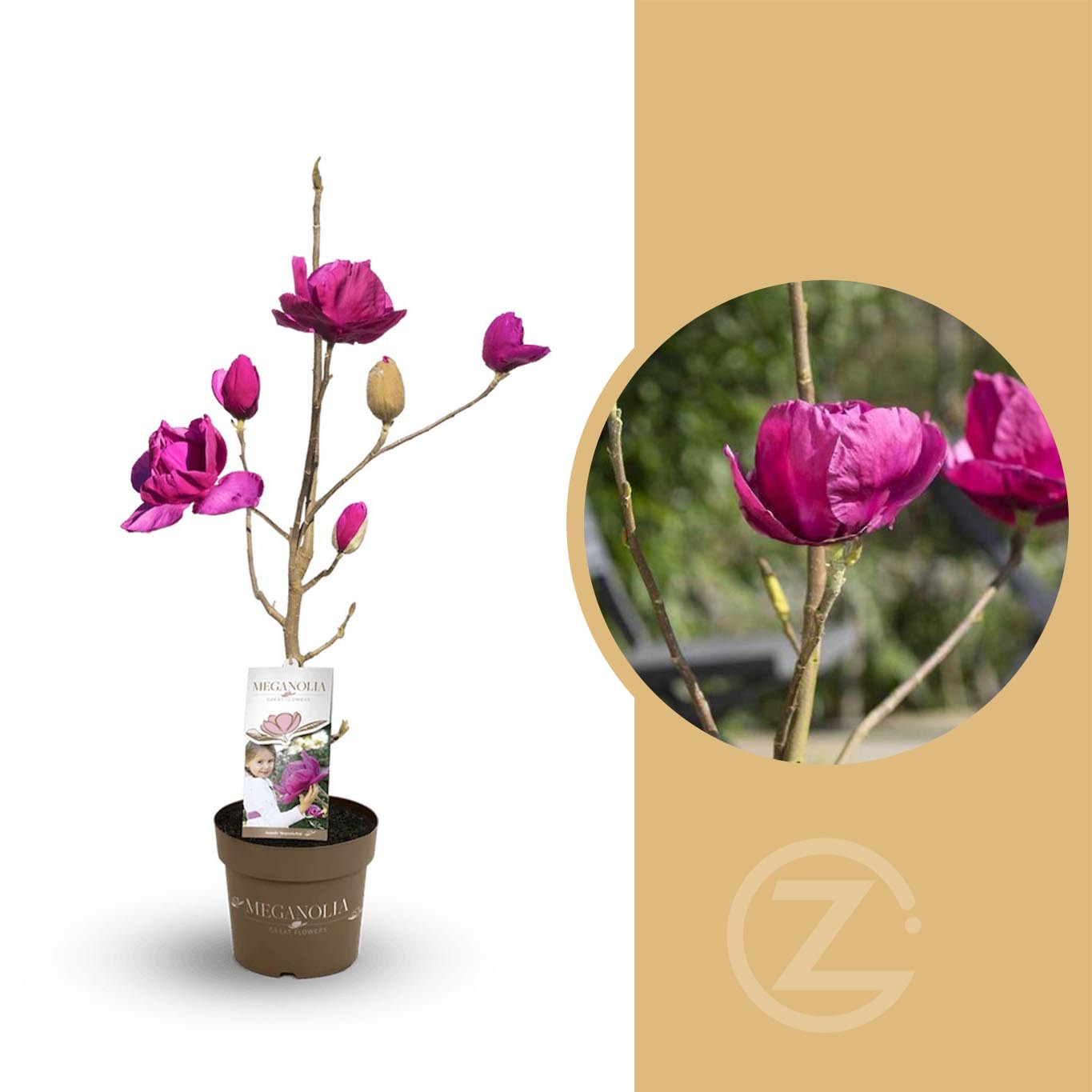 Magnolia, Šácholan Meganolia, tmavě růžová, velikost kontejneru 6 l |  ZAZUMi.cz