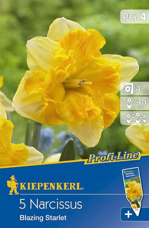 Narcis cibule, Blazing Starlet, Kiepenkerl, žlutý, skladem | ZAZUMi.cz