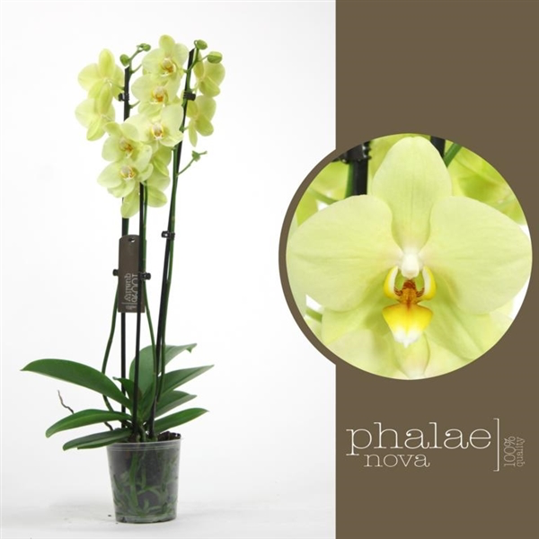 Orchidej Můrovec, Phalaenopsis Alassio, 2 výhony, žlutá | ZAZUMi.cz