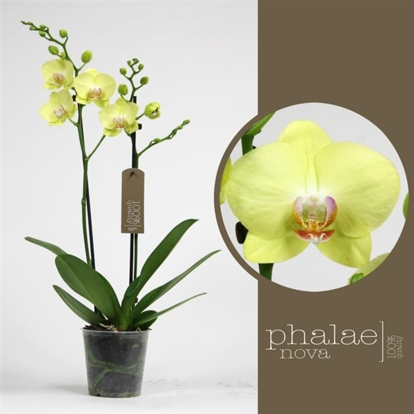 Orchidej Můrovec, Phalaenopsis Green Crystal, 2 výhony, zeleno - žlutá |  ZAZUMi.cz