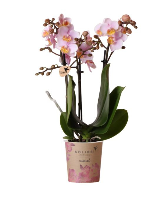 Orchidej Můrovec, Phalaenopsis Kolibri Andorra, skladem | ZAZUMi.cz