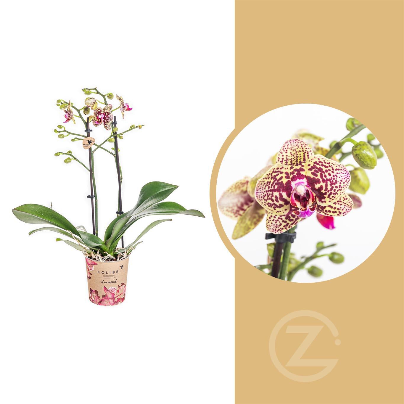 Orchidej Můrovec, Phalaenopsis Kolibri Ethiopia, skladem | ZAZUMi.cz
