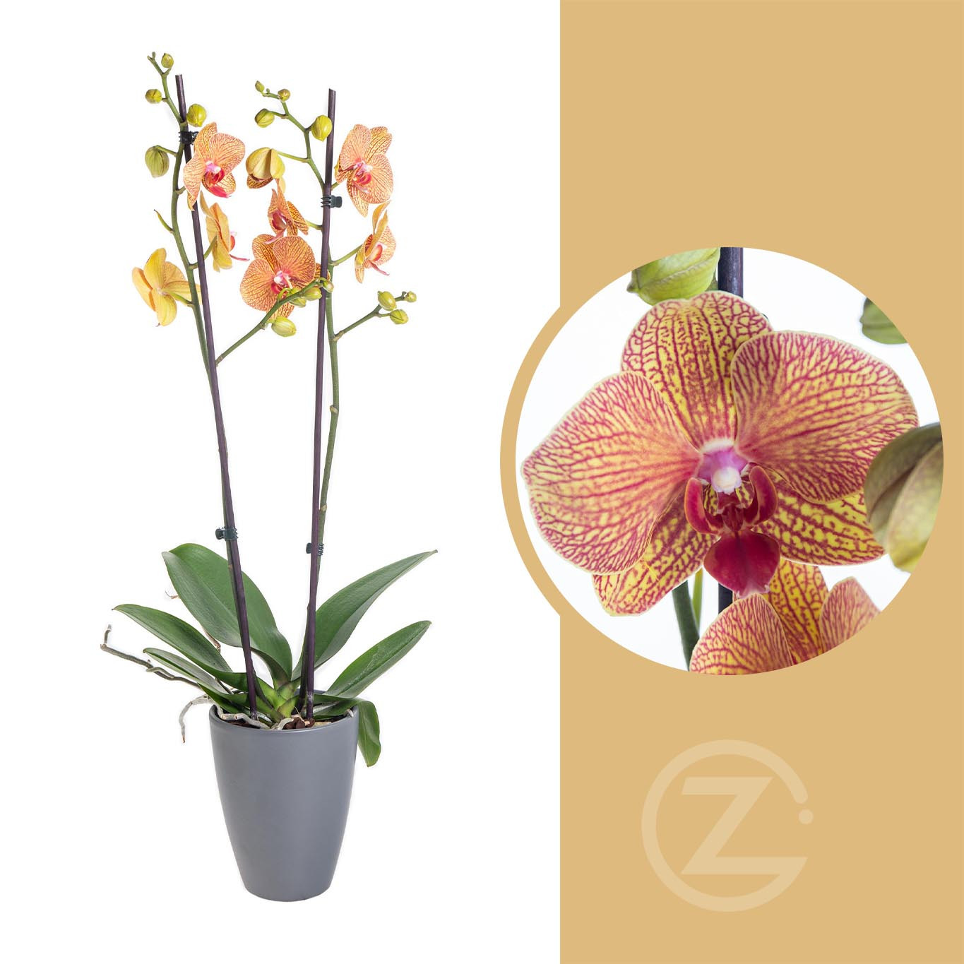 Orchidej Můrovec, Phalaenopsis Long Apollo, 2 výhony, oranžová | ZAZUMi.cz
