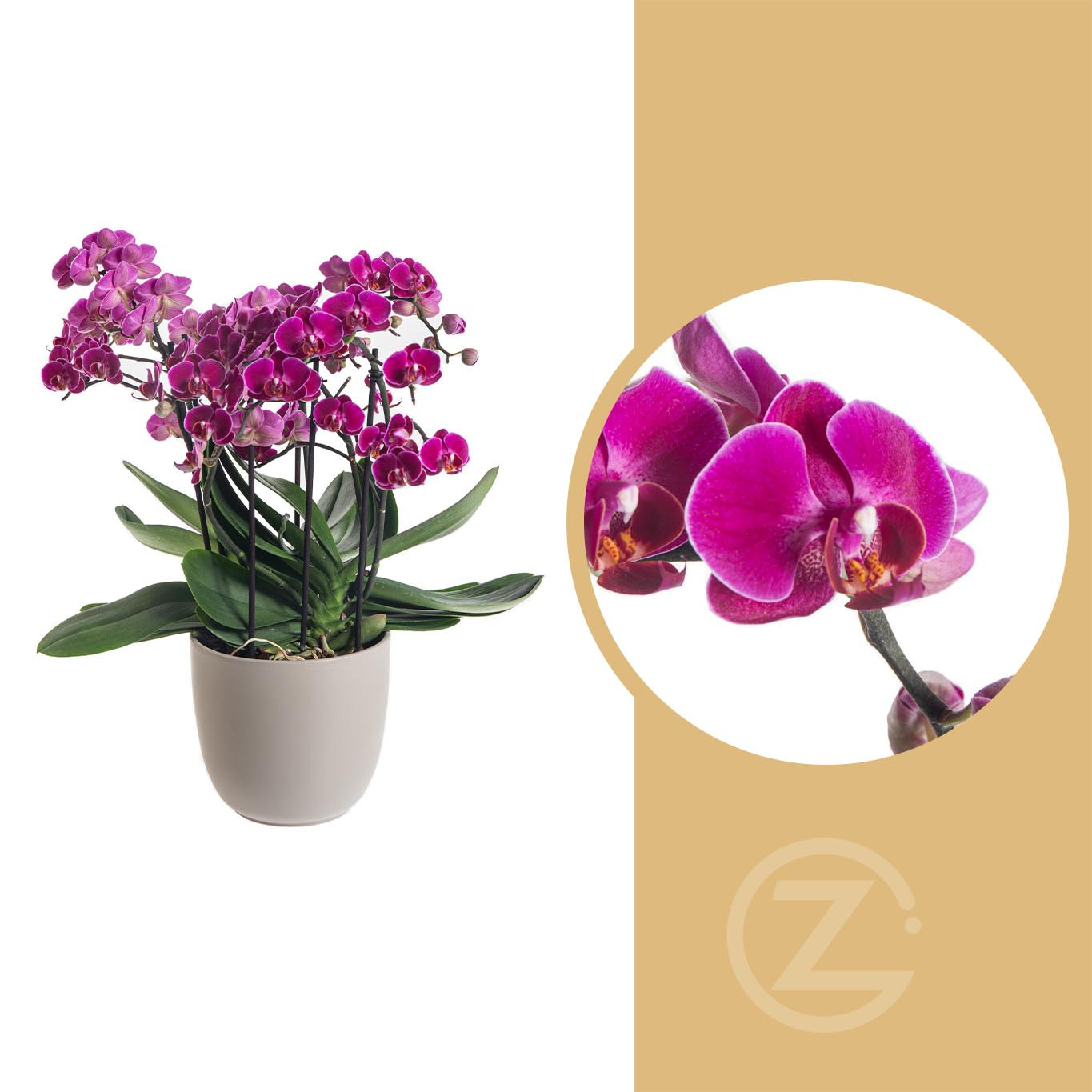 Orchidej Můrovec, Phalaenopsis multiflora Bellissimo, skladem | ZAZUMi.cz